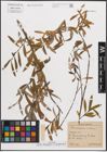 Foto von Salix eleagnos Scop. x Salix purpurea L.